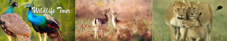 Wildlife Tours - Tour Travel World